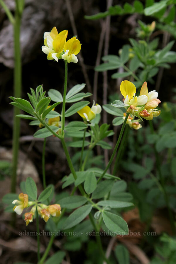 meadow bird's-foot trefoil (Hosackia pinnata (Lotus pinnatus)) [Babyfoot Lake, Kalmiopsis Wilderness, Curry County, Oregon]