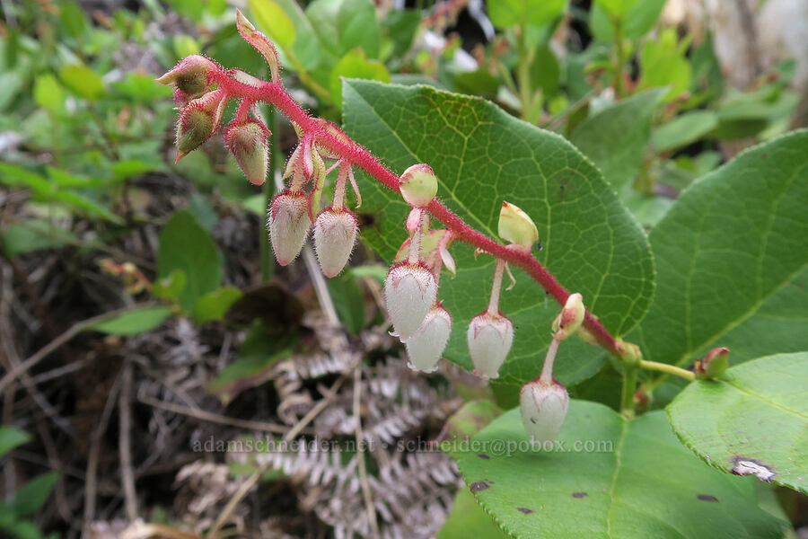 salal flowers (Gaultheria shallon) [Babyfoot Lake, Kalmiopsis Wilderness, Curry County, Oregon]