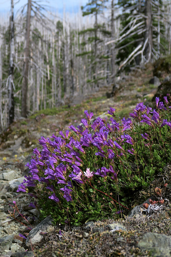 Cardwell's penstemon (Penstemon cardwellii) [Babyfoot Lake Trail, Kalmiopsis Wilderness, Curry County, Oregon]