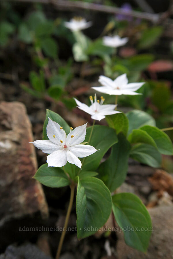 western starflower (Lysimachia latifolia (Trientalis borealis ssp. latifolia)) [Babyfoot Lake Trail, Kalmiopsis Wilderness, Curry County, Oregon]