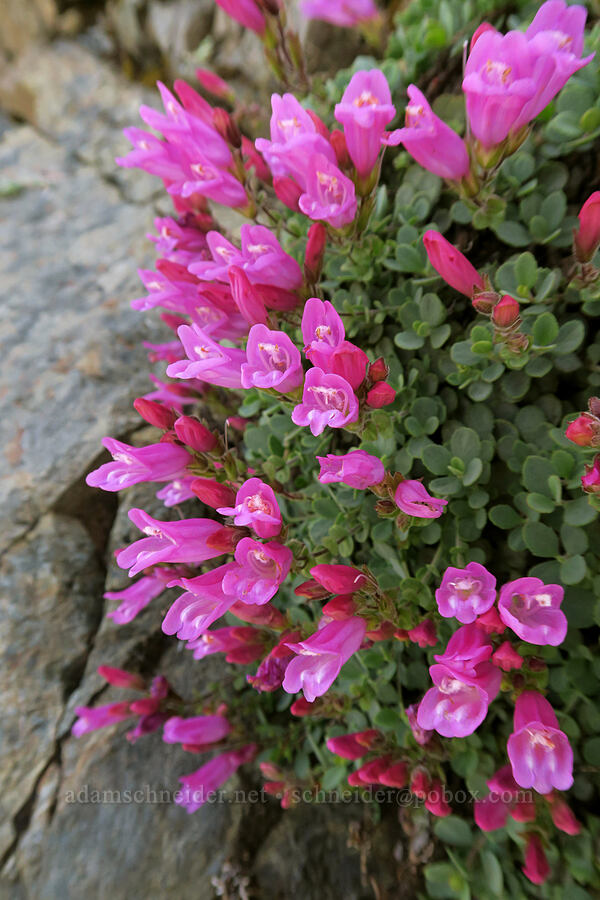 cliff penstemon (Penstemon rupicola) [Babyfoot Lake Trail, Kalmiopsis Wilderness, Curry County, Oregon]