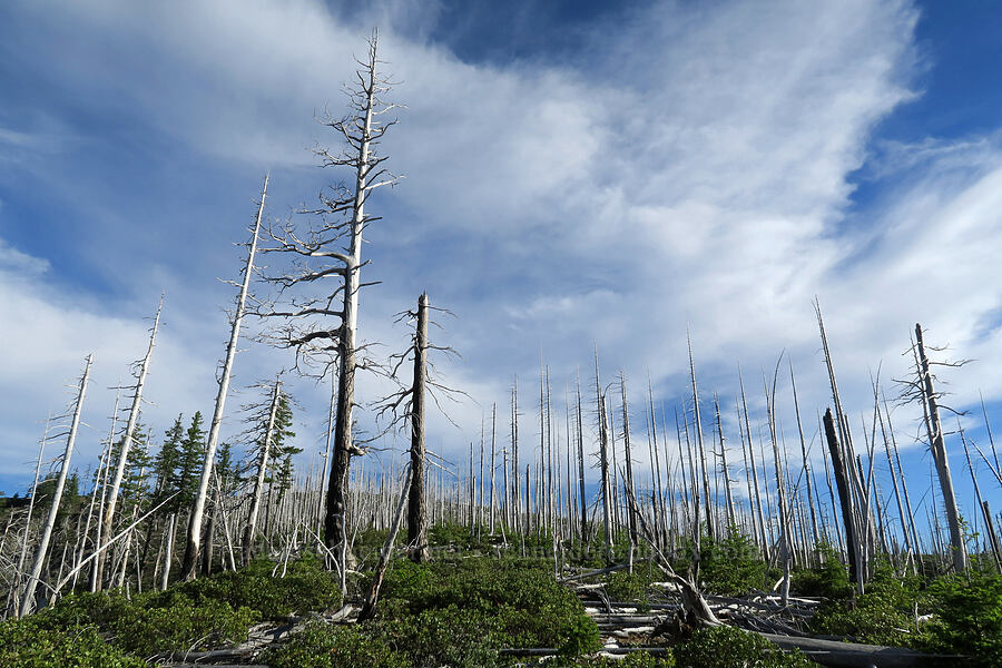 Biscuit Fire damage [west of Babyfoot Lake, Kalmiopsis Wilderness, Curry County, Oregon]