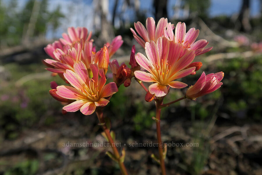 Siskiyou lewisia (Lewisia cotyledon var. cotyledon) [Babyfoot Lake Rim Trail, Rogue River-Siskiyou National Forest, Curry County, Oregon]