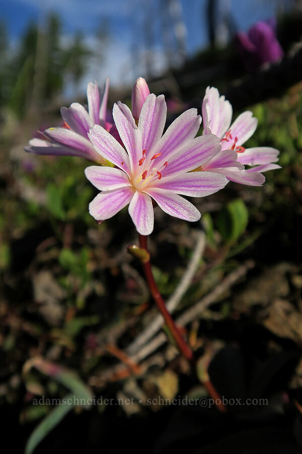 Siskiyou lewisia (Lewisia cotyledon var. cotyledon) [Babyfoot Lake Rim Trail, Rogue River-Siskiyou National Forest, Curry County, Oregon]