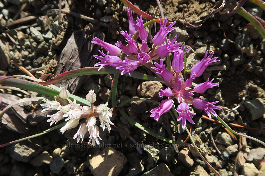 Siskiyou onion, in two colors (Allium siskiyouense) [Babyfoot Lake Rim Trail, Rogue River-Siskiyou National Forest, Curry County, Oregon]