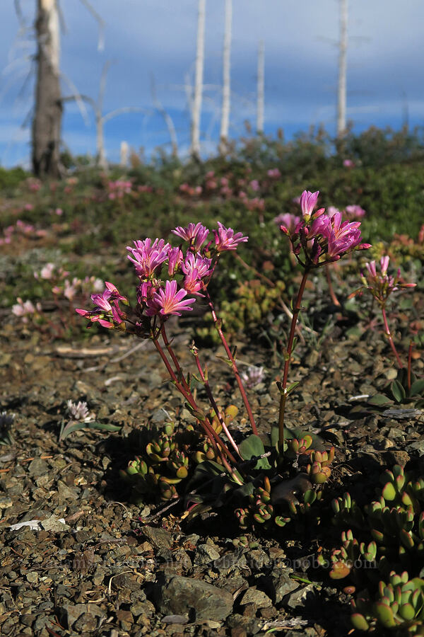 Siskiyou lewisia (Lewisia cotyledon var. cotyledon) [Babyfoot Lake Rim Trail, Rogue River-Siskiyou National Forest, Curry County, Oregon]