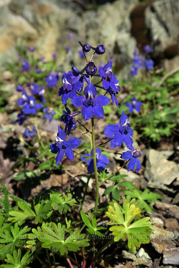 larkspur (Delphinium sp.) [Babyfoot Lake Rim Trail, Rogue River-Siskiyou National Forest, Curry County, Oregon]