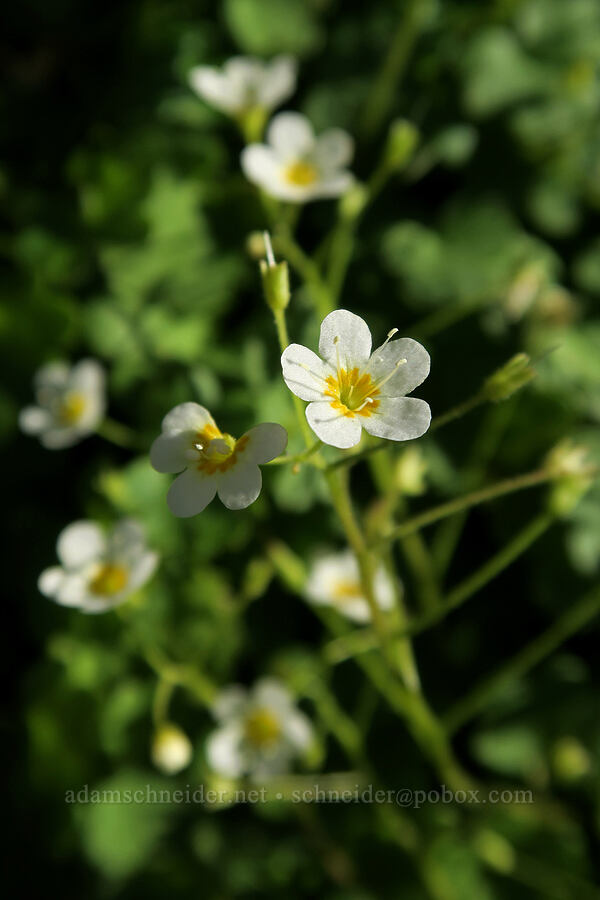 Sitka mist-maidens (Romanzoffia sitchensis) [Babyfoot Lake Rim Trail, Rogue River-Siskiyou National Forest, Curry County, Oregon]