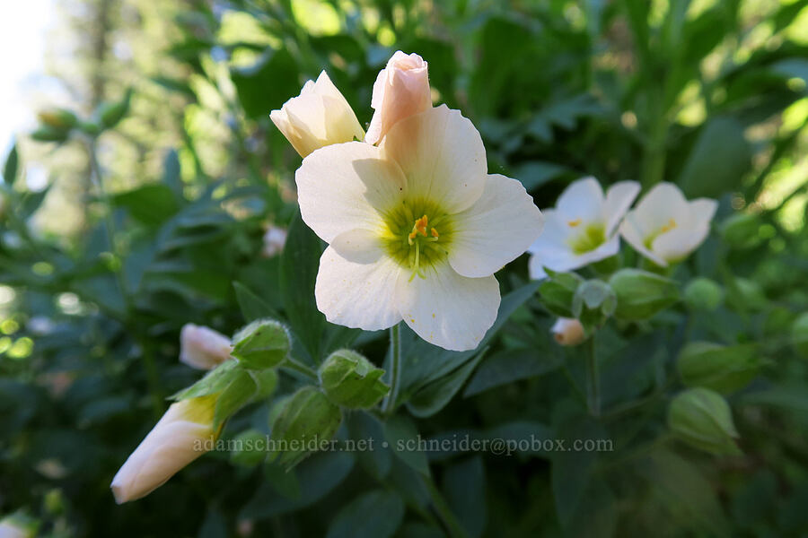 Oregon jacob's-ladder (Polemonium carneum) [Grizzly Peak Trail, Jackson County, Oregon]