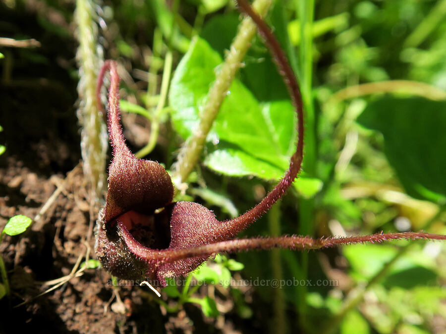 western wild ginger (Asarum caudatum) [Grizzly Peak Trail, Jackson County, Oregon]