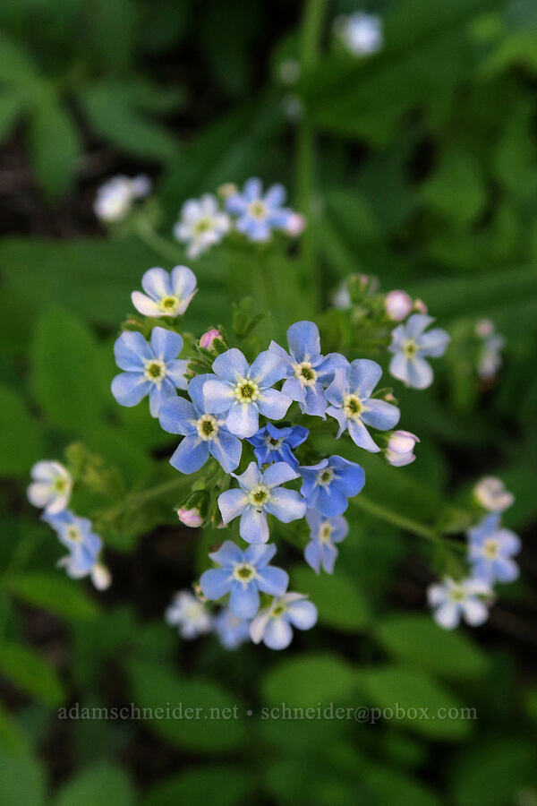 blue stickseed (Hackelia micrantha (Hackelia jessicae)) [Grizzly Peak Trail, Jackson County, Oregon]