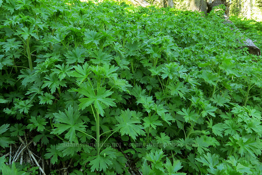 mountain larkspur leaves (Delphinium glaucum) [Grizzly Peak Trail, Jackson County, Oregon]