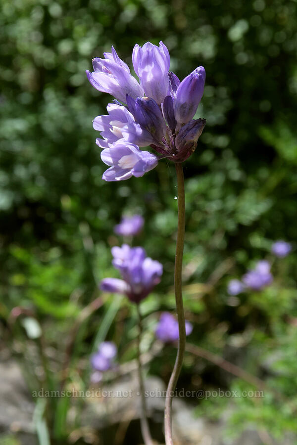 blue dicks (Dipterostemon capitatus (Dichelostemma capitatum)) [Grizzly Peak summit, Jackson County, Oregon]