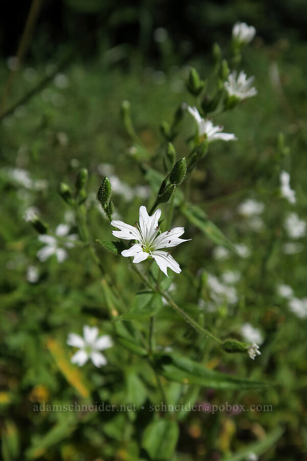 sticky starwort (Pseudostellaria jamesiana (Arenaria jamesiana)) [Grizzly Peak Trail, Jackson County, Oregon]