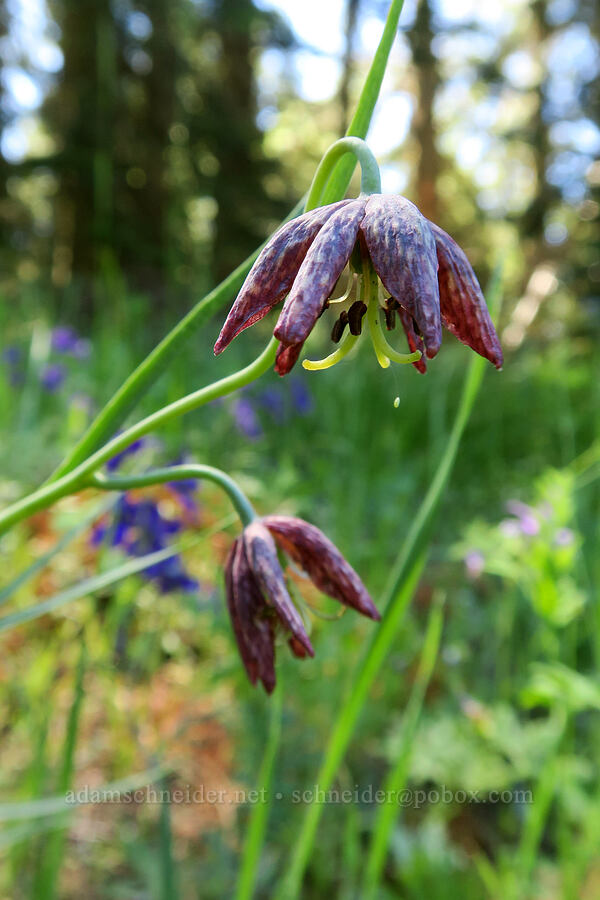 spotted mountain bells (Fritillaria atropurpurea) [Grizzly Peak Trail, Jackson County, Oregon]