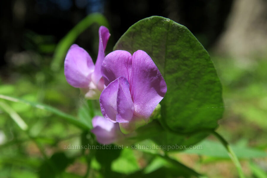 Sierra pea-vine (Lathyrus nevadensis var. nevadensis) [Grizzly Peak Trail, Jackson County, Oregon]