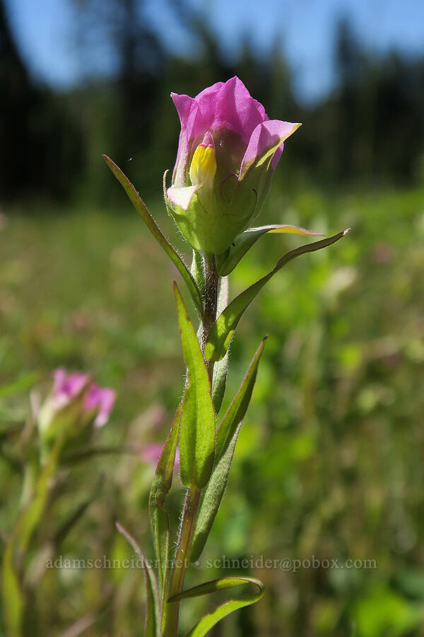 mountain owl's-clover (Orthocarpus imbricatus) [Grizzly Peak Trail, Jackson County, Oregon]
