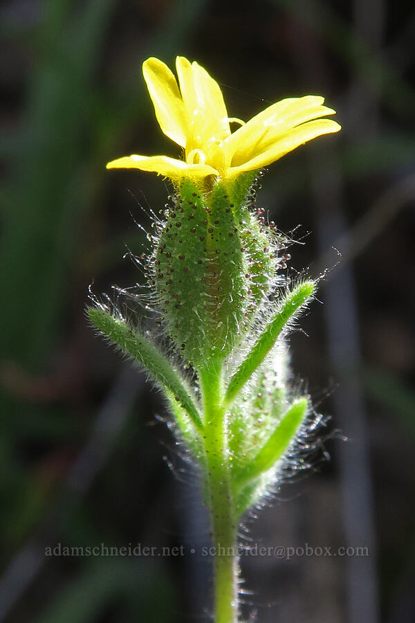 common tarweed (Madia gracilis) [Grizzly Peak Trail, Jackson County, Oregon]