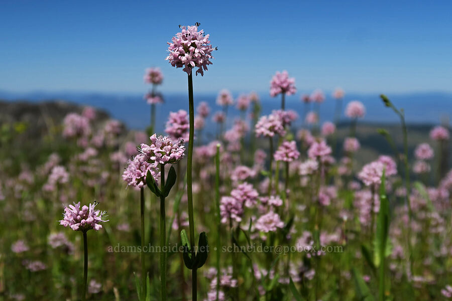 rosy plectritis (Plectritis congesta) [Grizzly Peak Trail, Jackson County, Oregon]