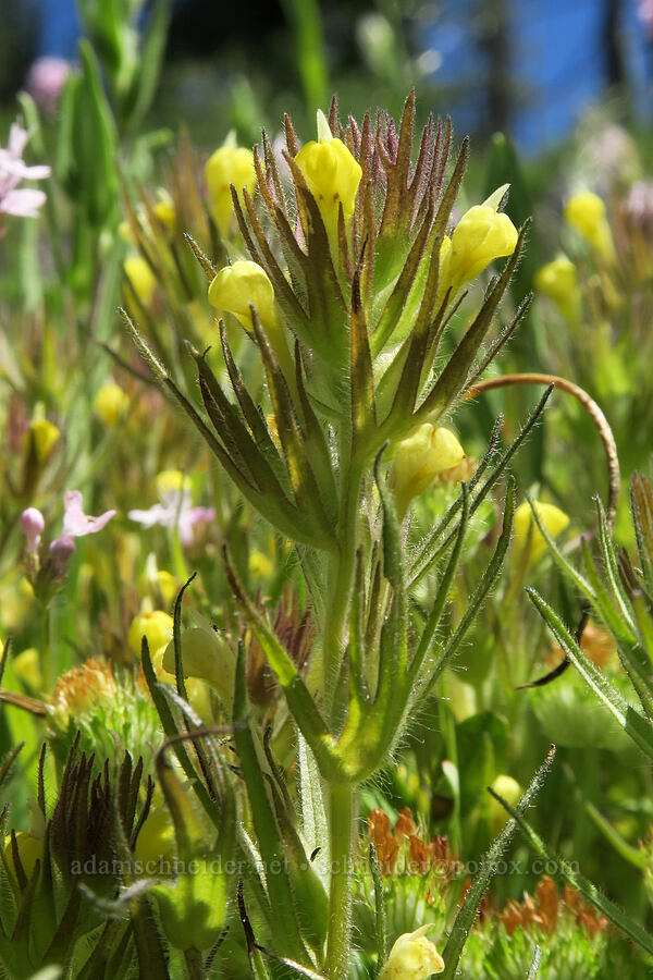 yellow hairy owl's clover (Castilleja tenuis (Orthocarpus hispidus)) [Grizzly Peak Trail, Jackson County, Oregon]