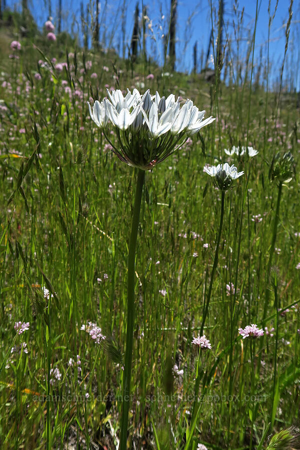 white brodiaea (wild hyacinth) (Triteleia hyacinthina (Brodiaea hyacinthina)) [Grizzly Peak Trail, Jackson County, Oregon]