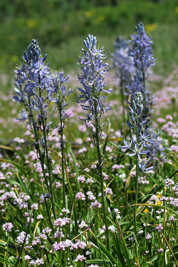 camas & rosy plectritis (Camassia quamash, Plectritis congesta) [Grizzly Peak Trail, Jackson County, Oregon]