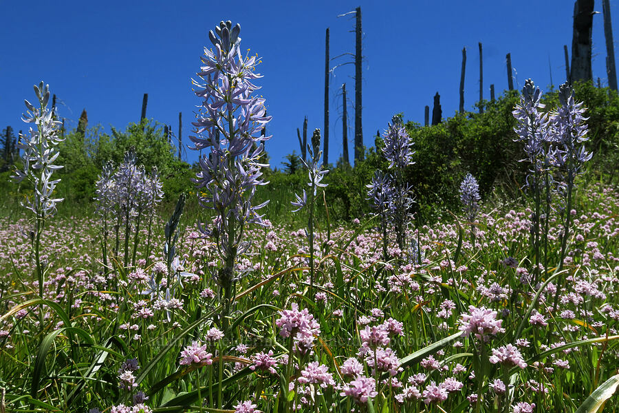 camas & rosy plectritis (Camassia quamash, Plectritis congesta) [Grizzly Peak Trail, Jackson County, Oregon]