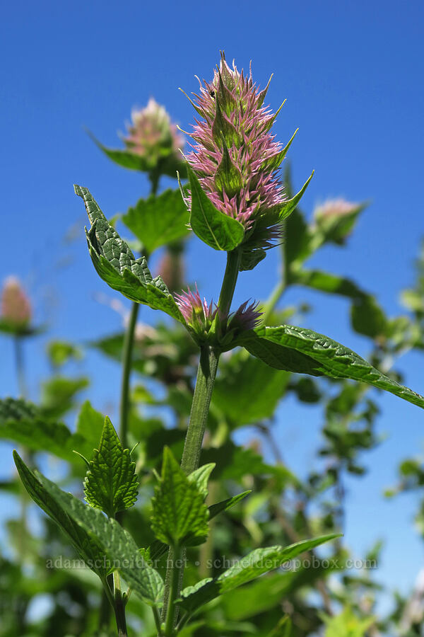 nettle-leaf horse mint (Agastache urticifolia) [Grizzly Peak Trail, Jackson County, Oregon]