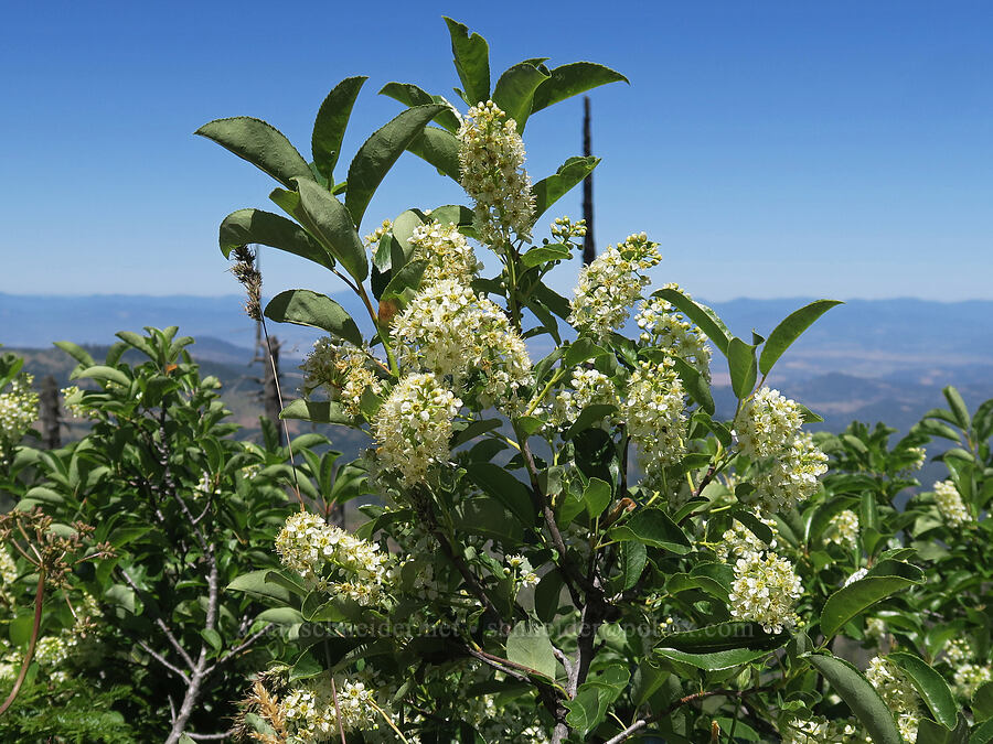 chokecherry (Prunus virginiana) [Grizzly Peak Trail, Jackson County, Oregon]