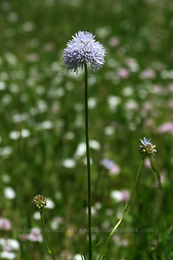 blue-head gilia (Gilia capitata) [Grizzly Peak Trail, Jackson County, Oregon]