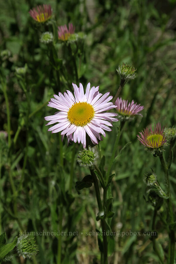 Alice's fleabane (Erigeron aliceae) [Grizzly Peak Trail, Jackson County, Oregon]