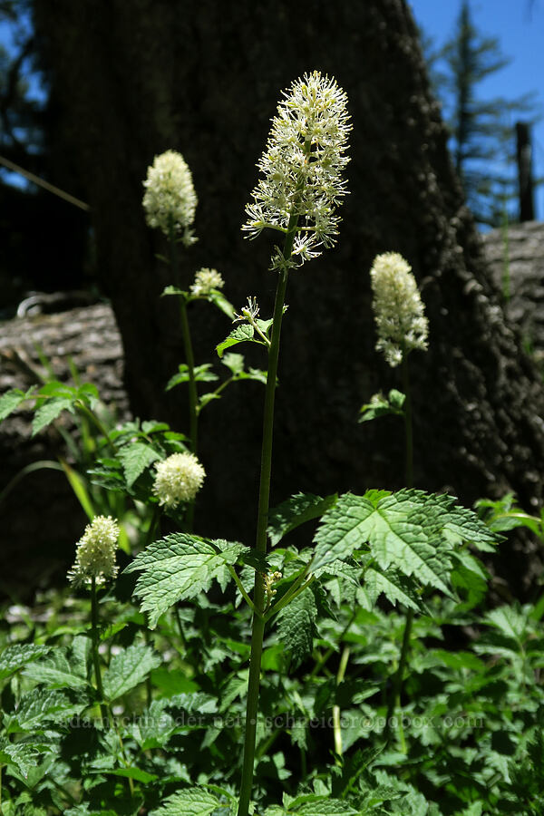 baneberry flowers (Actaea rubra) [Grizzly Peak Trail, Jackson County, Oregon]