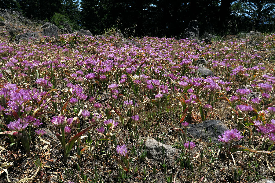 Siskiyou onion (Allium siskiyouense) [Grizzly Peak Trail, Jackson County, Oregon]