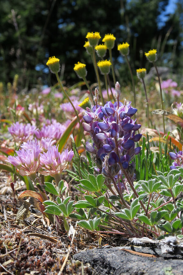 lupine, Siskiyou onion, & Bloomer's fleabane (Lupinus lepidus var. sellulus (Lupinus sellulus), Allium siskiyouense, Erigeron bloomeri) [Grizzly Peak Trail, Jackson County, Oregon]