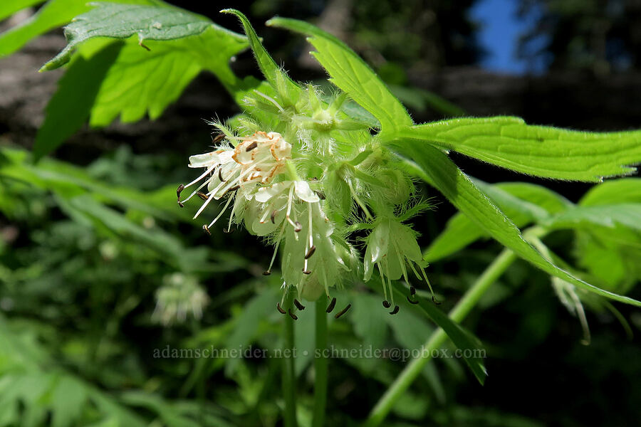 Fendler's waterleaf (Hydrophyllum fendleri) [Grizzly Peak Trail, Jackson County, Oregon]