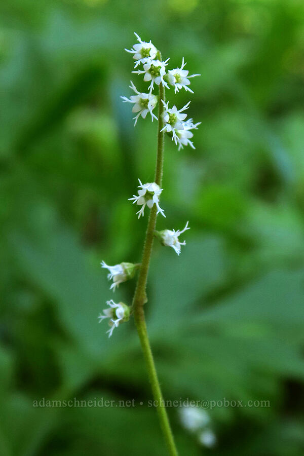angle-leaf mitrewort (Ozomelis diversifolia (Mitella diversifolia)) [Grizzly Peak Trail, Jackson County, Oregon]