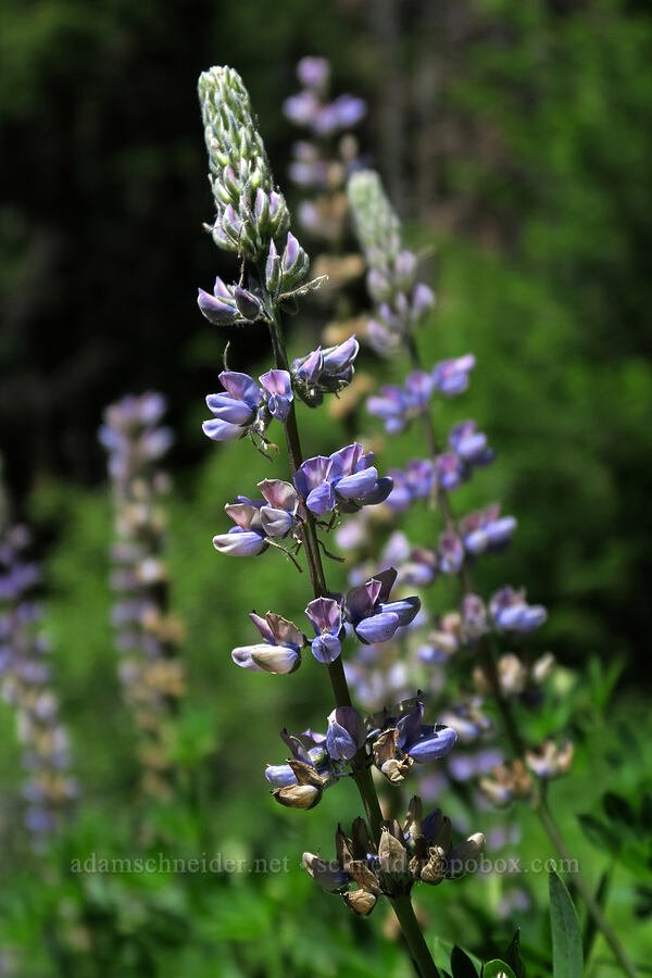 lupines (Lupinus sp.) [Burnt Creek Road, Cascade-Siskiyou National Monument, Jackson County, Oregon]