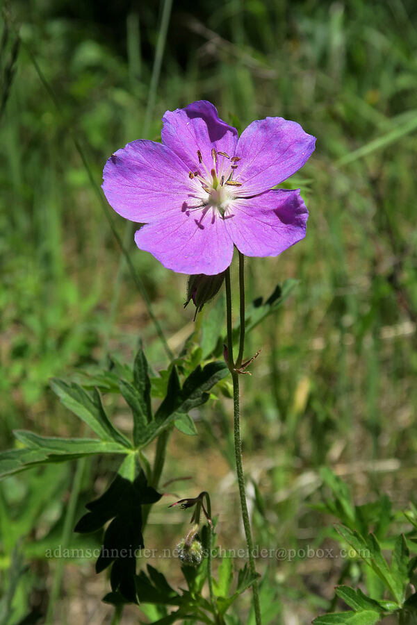 western geranium (Geranium oreganum) [Old Hyatt Prairie Road, Cascade-Siskiyou National Monument, Jackson County, Oregon]