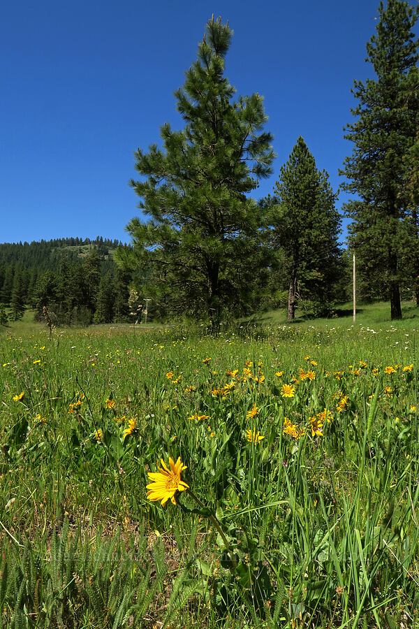 narrow-leaf mule's-ears (Wyethia angustifolia) [Old Hyatt Prairie Road, Cascade-Siskiyou National Monument, Jackson County, Oregon]