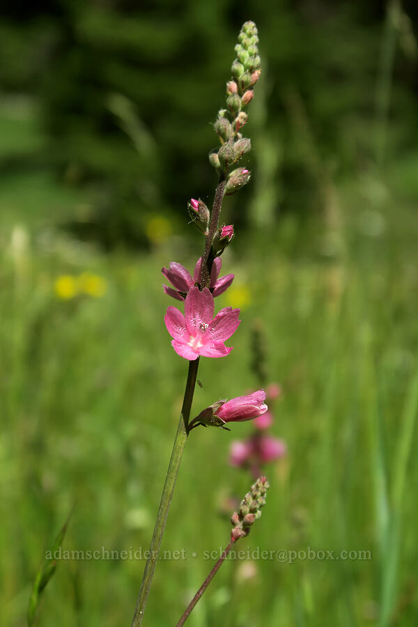 checker-mallow (Sidalcea oregana) [Old Hyatt Prairie Road, Cascade-Siskiyou National Monument, Jackson County, Oregon]