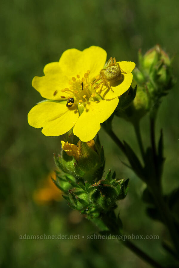 spider on slender cinquefoil (Potentilla gracilis) [Old Hyatt Prairie Road, Cascade-Siskiyou National Monument, Jackson County, Oregon]