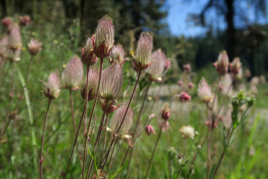 prairie smoke (Geum triflorum) [Old Hyatt Prairie Road, Cascade-Siskiyou National Monument, Jackson County, Oregon]