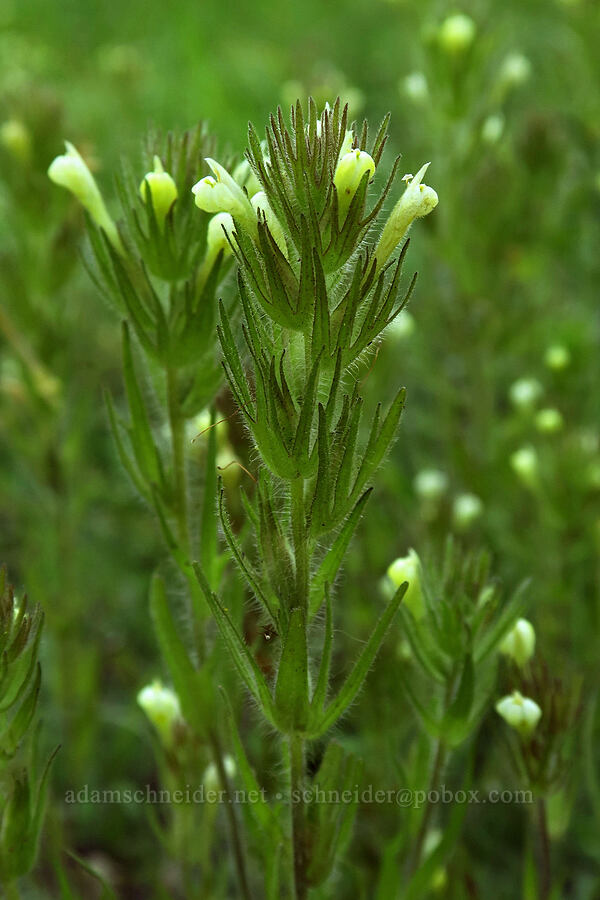 hairy owl's-clover (white paintbrush) (Castilleja tenuis (Orthocarpus hispidus)) [Greensprings Mountain Loop Trail, Cascade-Siskiyou National Monument, Jackson County, Oregon]