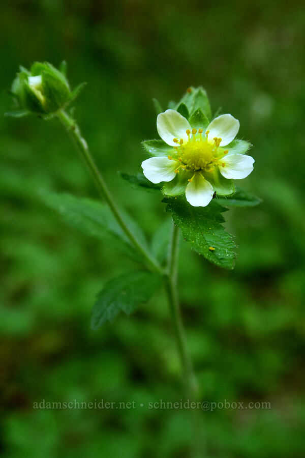 sticky cinquefoil (Drymocallis sp. (Potentilla glandulosa)) [Greensprings Mountain Loop Trail, Cascade-Siskiyou National Monument, Jackson County, Oregon]