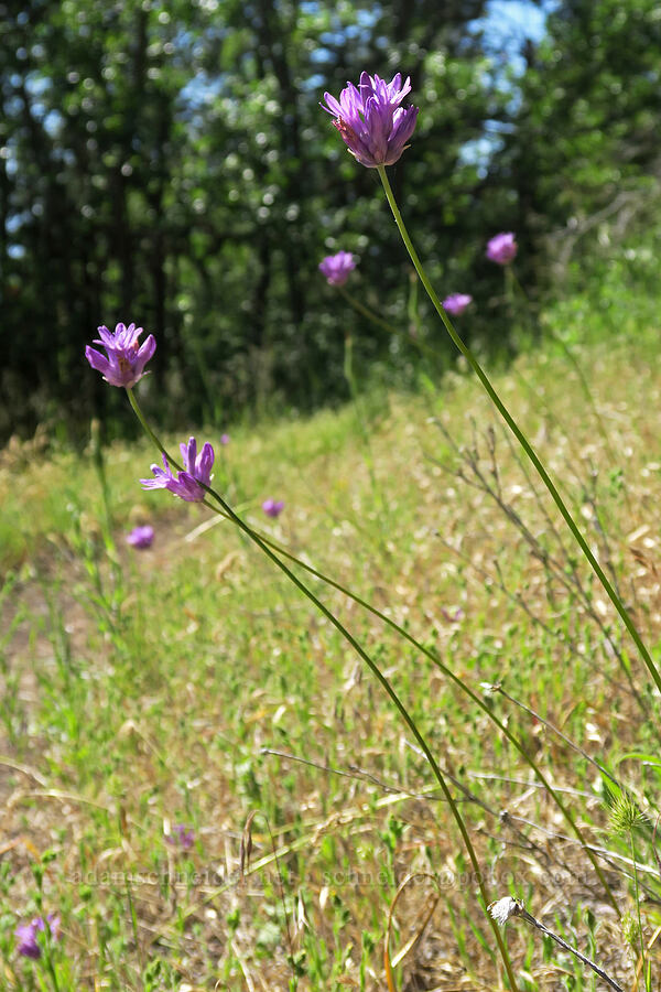 ookow (Dichelostemma sp.) [Greensprings Mountain Loop Trail, Cascade-Siskiyou National Monument, Jackson County, Oregon]