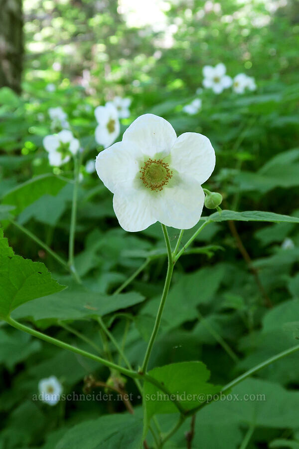 thimbleberry flowers (Rubus parviflorus) [Greensprings Mountain Loop Trail, Cascade-Siskiyou National Monument, Jackson County, Oregon]