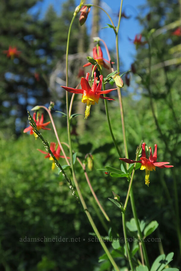 western columbine (Aquilegia formosa) [Greensprings Mountain Loop Trail, Cascade-Siskiyou National Monument, Jackson County, Oregon]