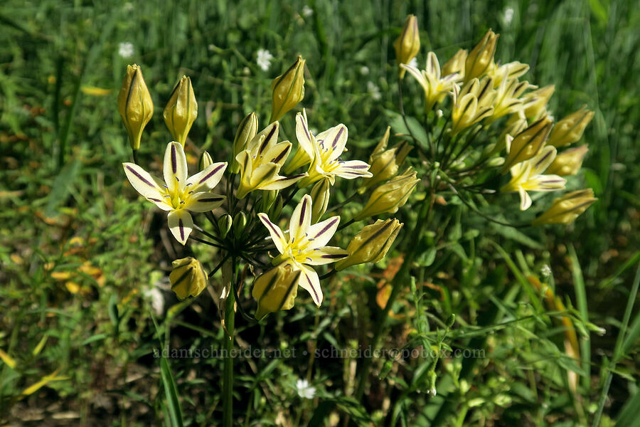 Henderson's stars (Triteleia hendersonii) [Greensprings Mountain Loop Trail, Cascade-Siskiyou National Monument, Jackson County, Oregon]