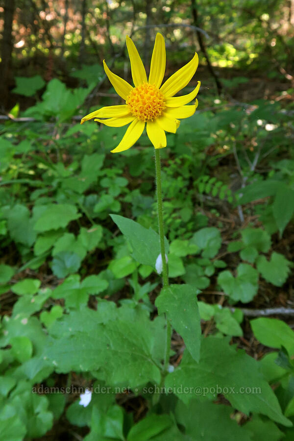 heart-leaf arnica (Arnica cordifolia) [Greensprings Mountain Loop Trail, Cascade-Siskiyou National Monument, Jackson County, Oregon]