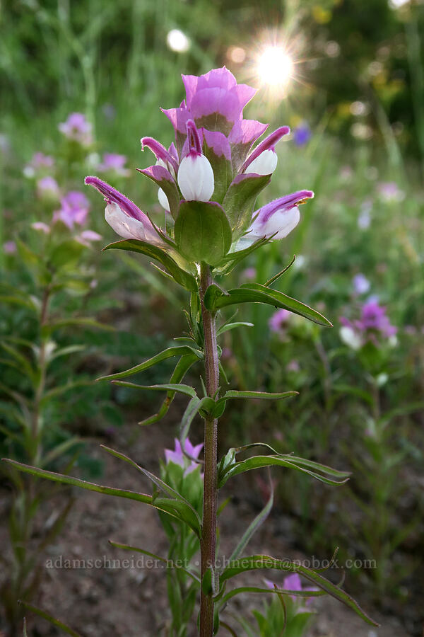 Siskiyou owl's-clover (Orthocarpus cuspidatus ssp. cuspidatus) [Pacific Crest Trail, Cascade-Siskiyou National Monument, Jackson County, Oregon]